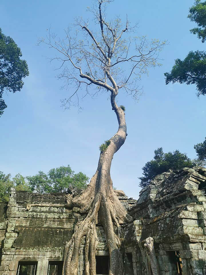 Cambodia-Itinerary-13-Days-Angkor-Wat-Siem-Reap-Ta-Prohm-Temple-Siem-Reap-3.jpeg