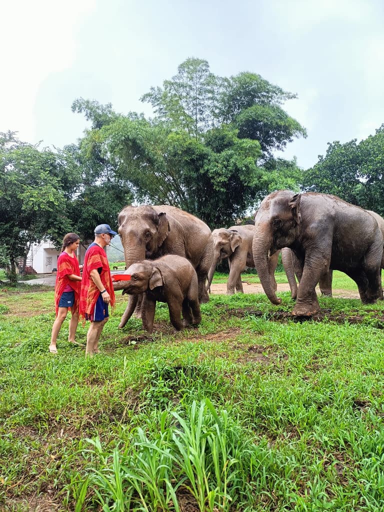 elephant-sanctuary-in-chiang-mai-15.jpeg