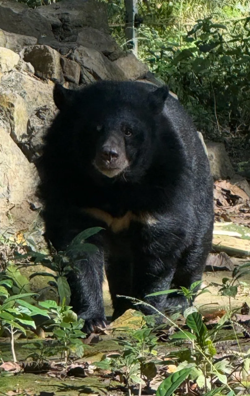 vietnam-cambodia-laos-19days-luang-prabang-bear.webp